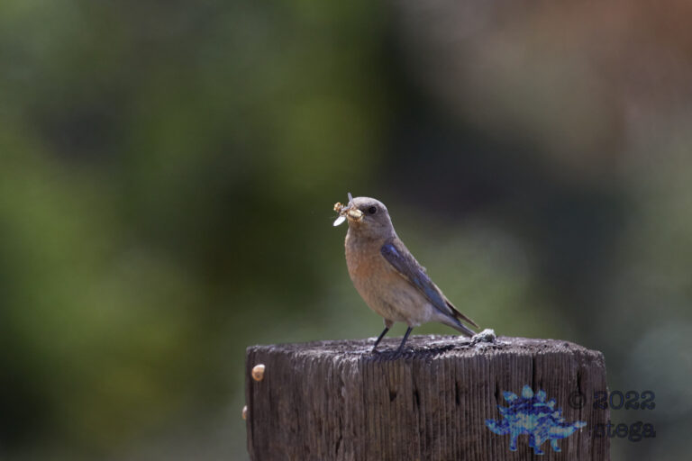 Western Bluebird