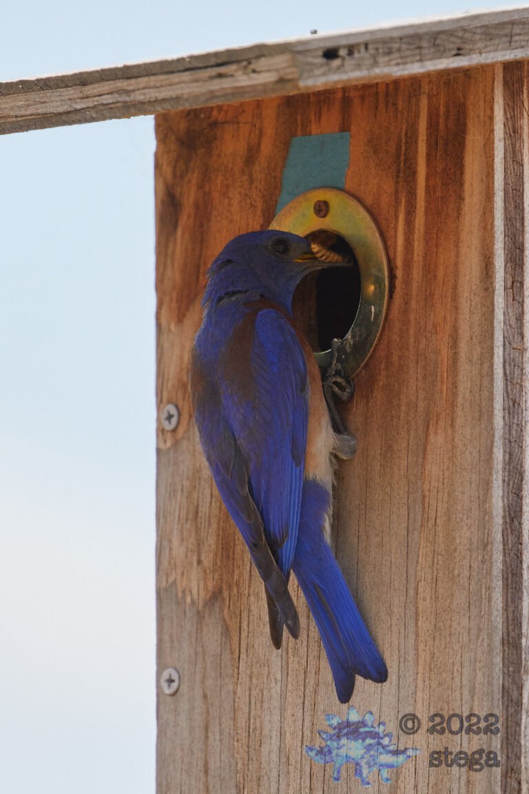 Western Bluebird