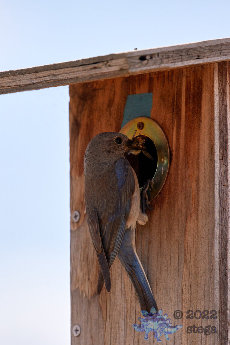 Western Bluebird