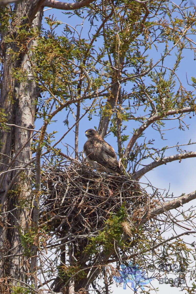 Red-Tailed Hawk