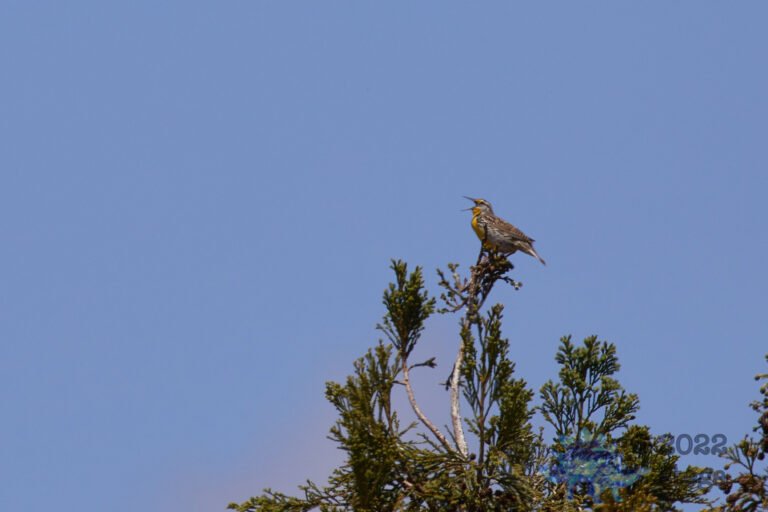 Western Meadowlark