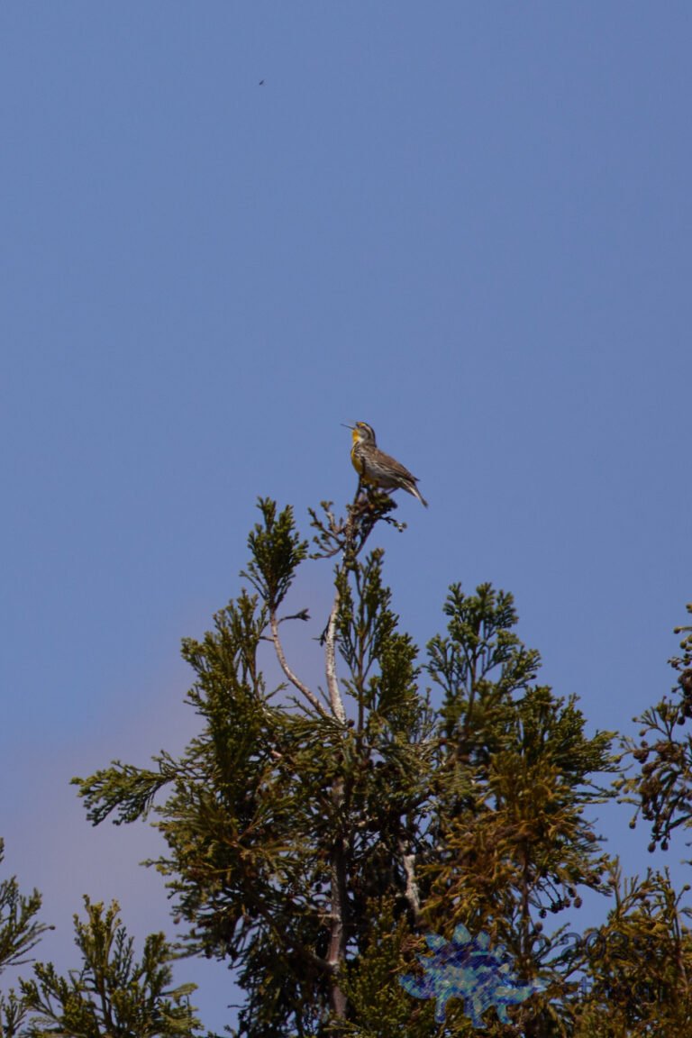 Western Meadowlark