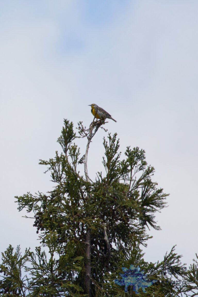 Western Meadowlark