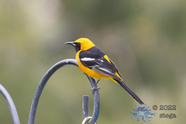 Hooded Oriole