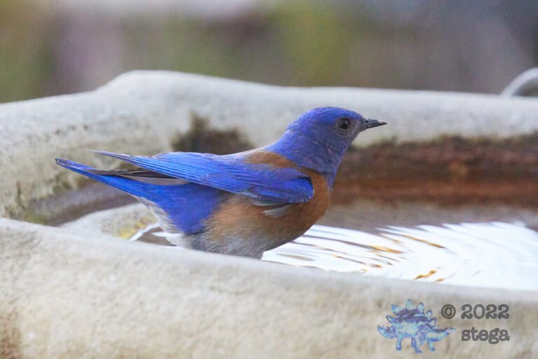 Western Bluebird