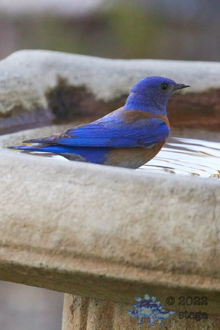 Western Bluebird