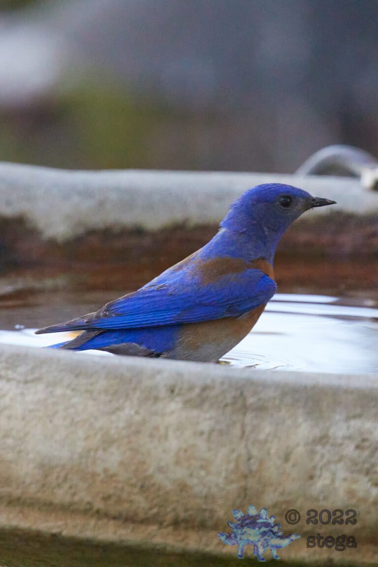 Western Bluebird