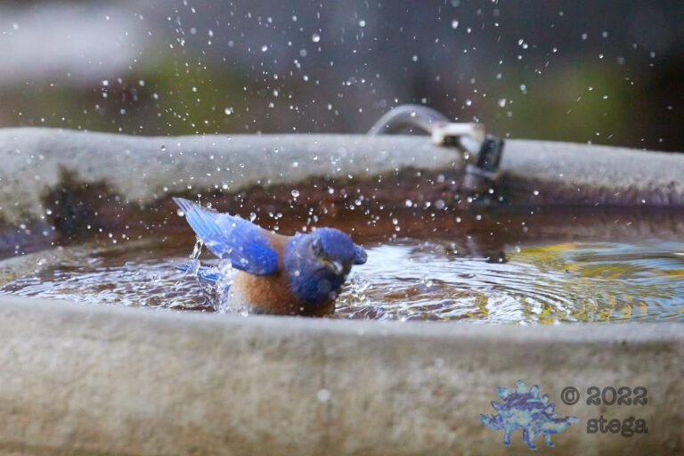 Western Bluebird