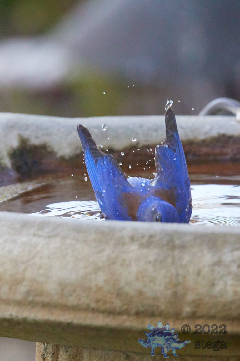 Western Bluebird