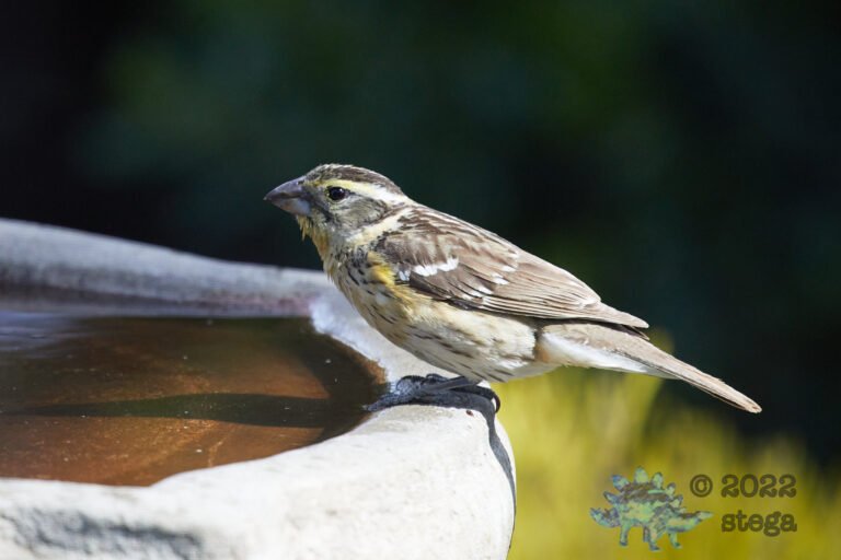 Black-Headed Grosbeak