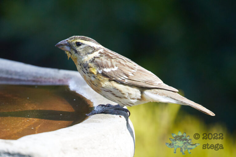 Black-Headed Grosbeak