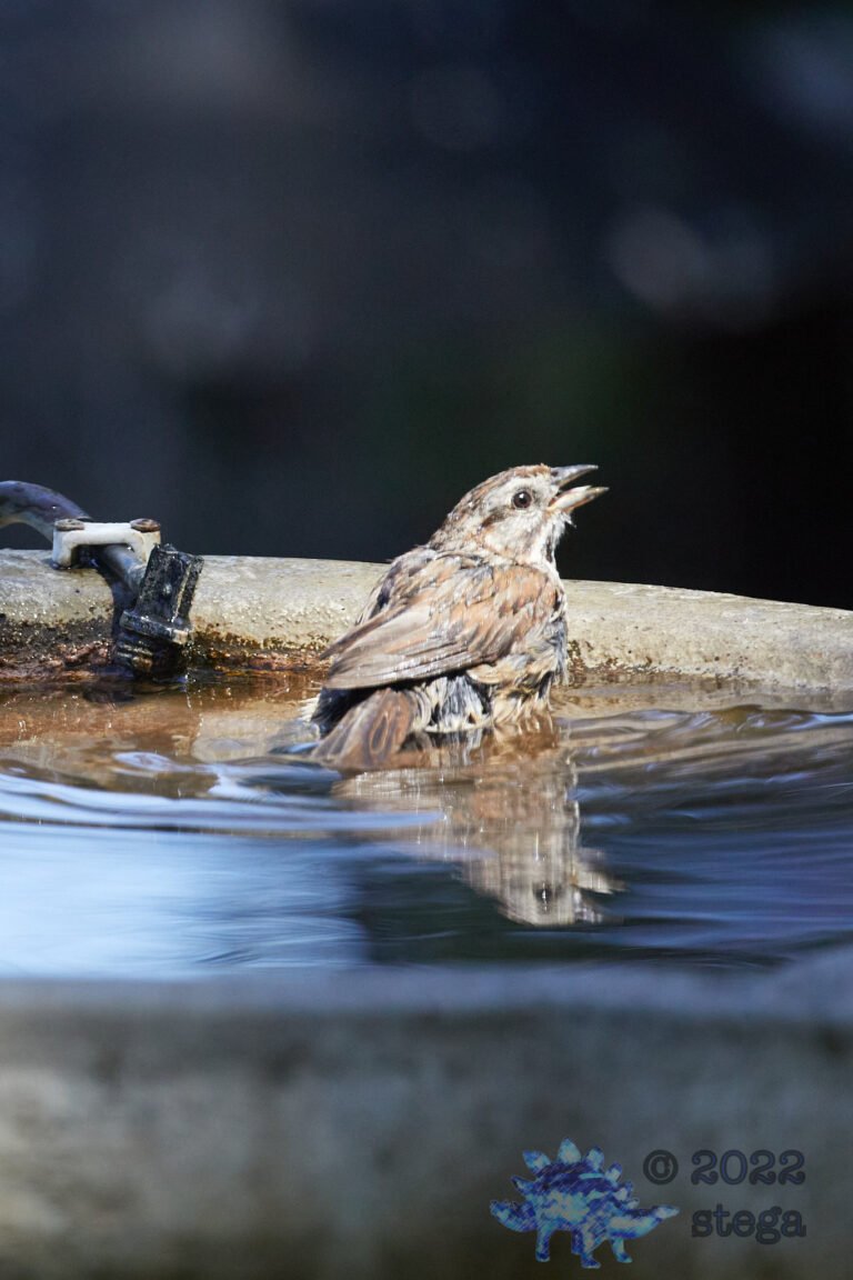 Song Sparrow
