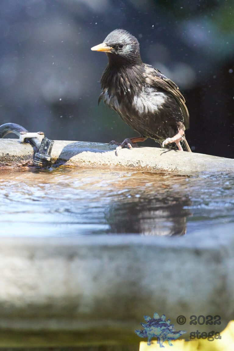 European Starling