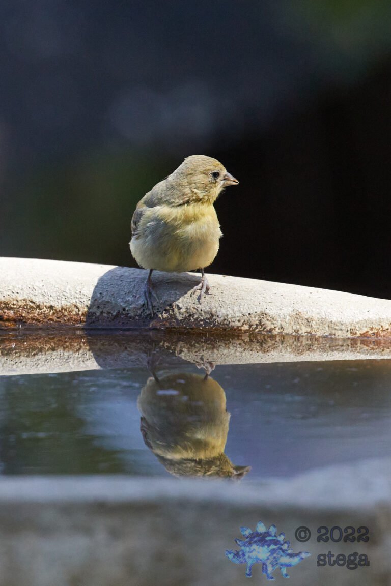 Lesser Goldfinch