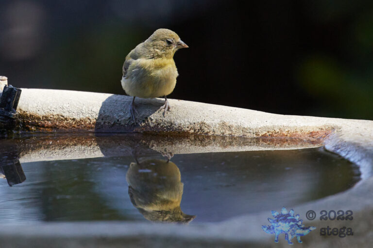 Lesser Goldfinch