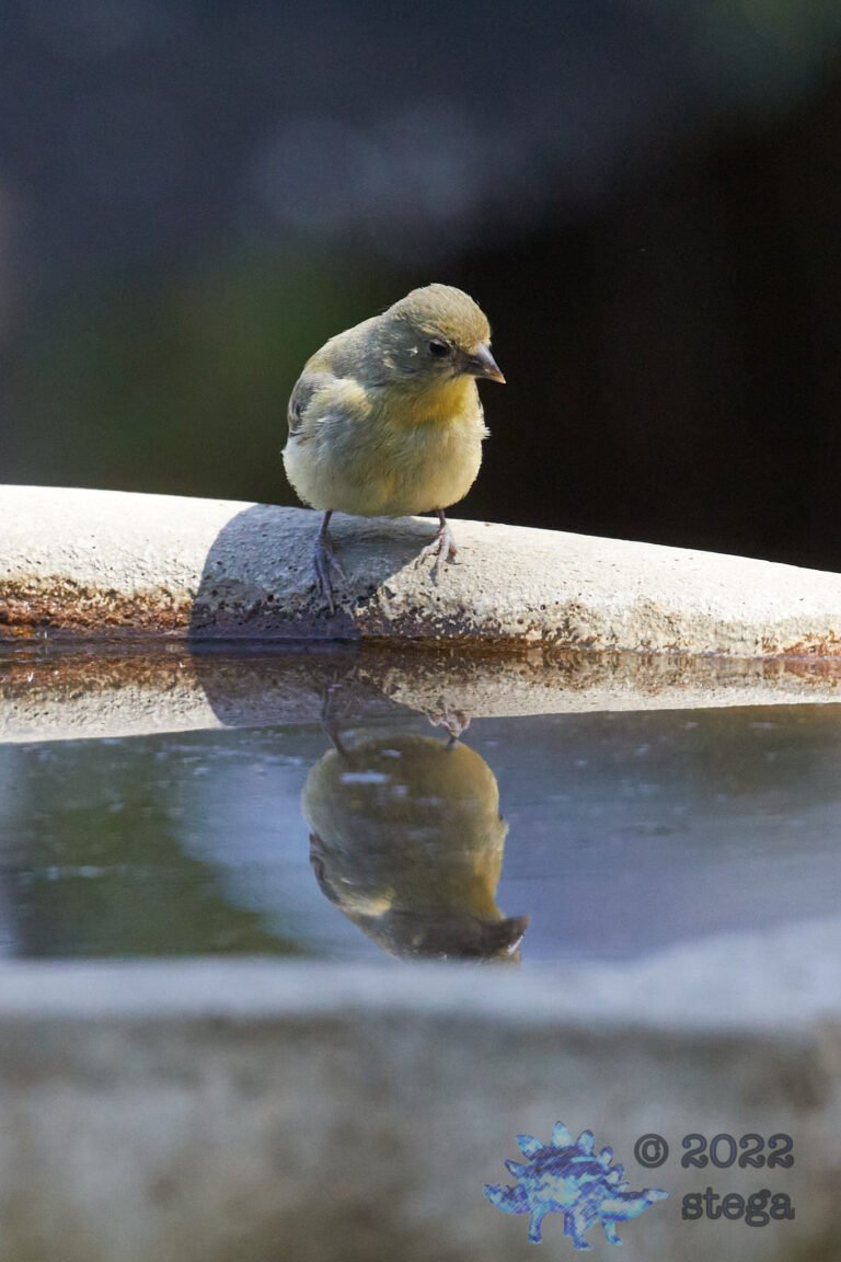 Lesser Goldfinch