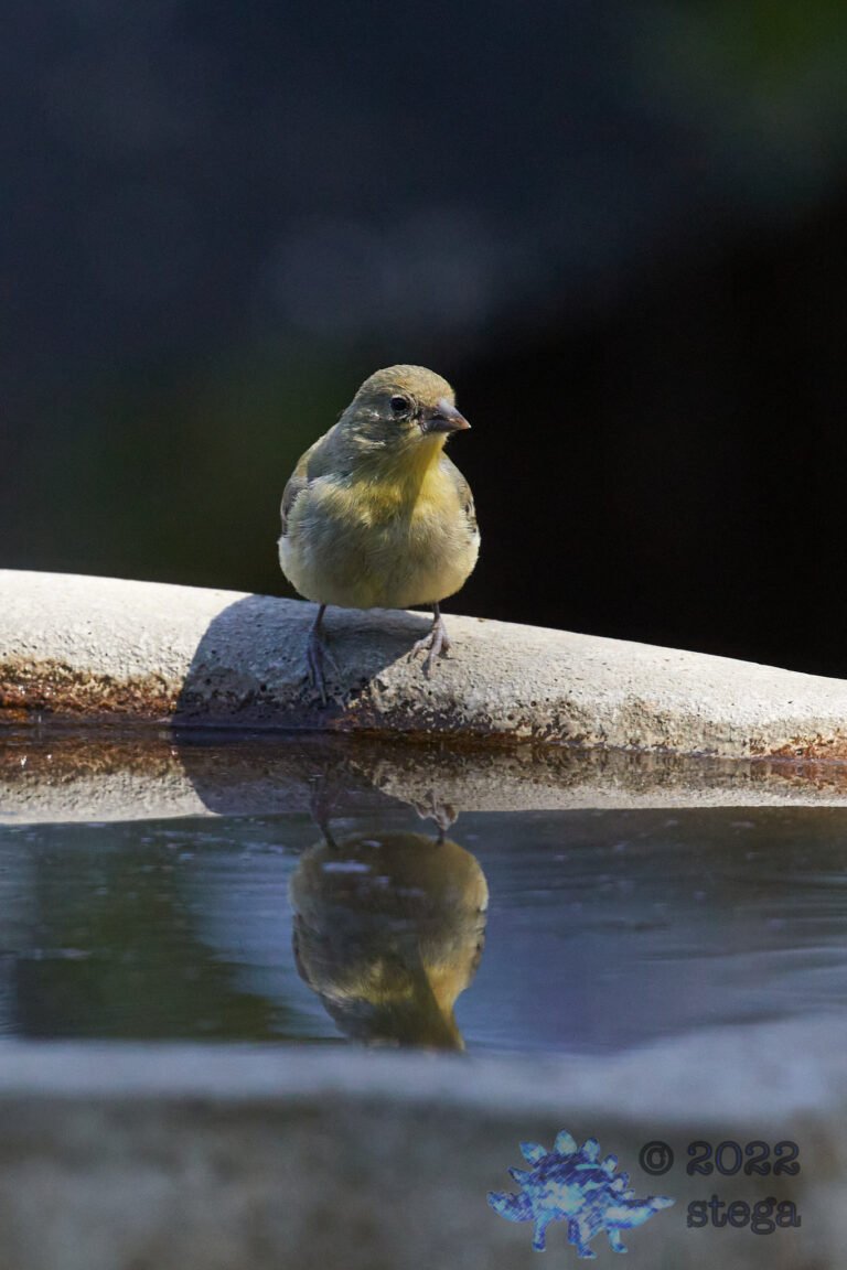 Lesser Goldfinch