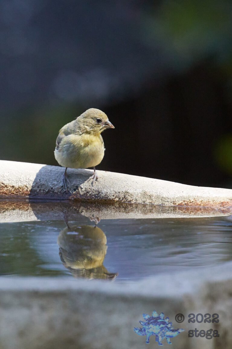 Lesser Goldfinch