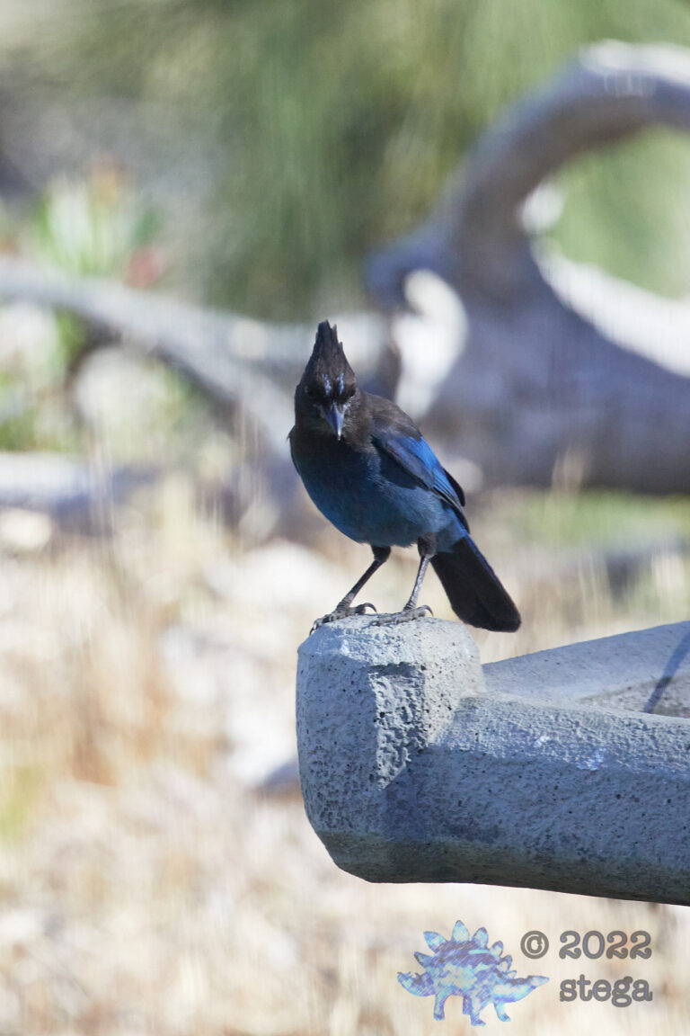 Steller’s Jay