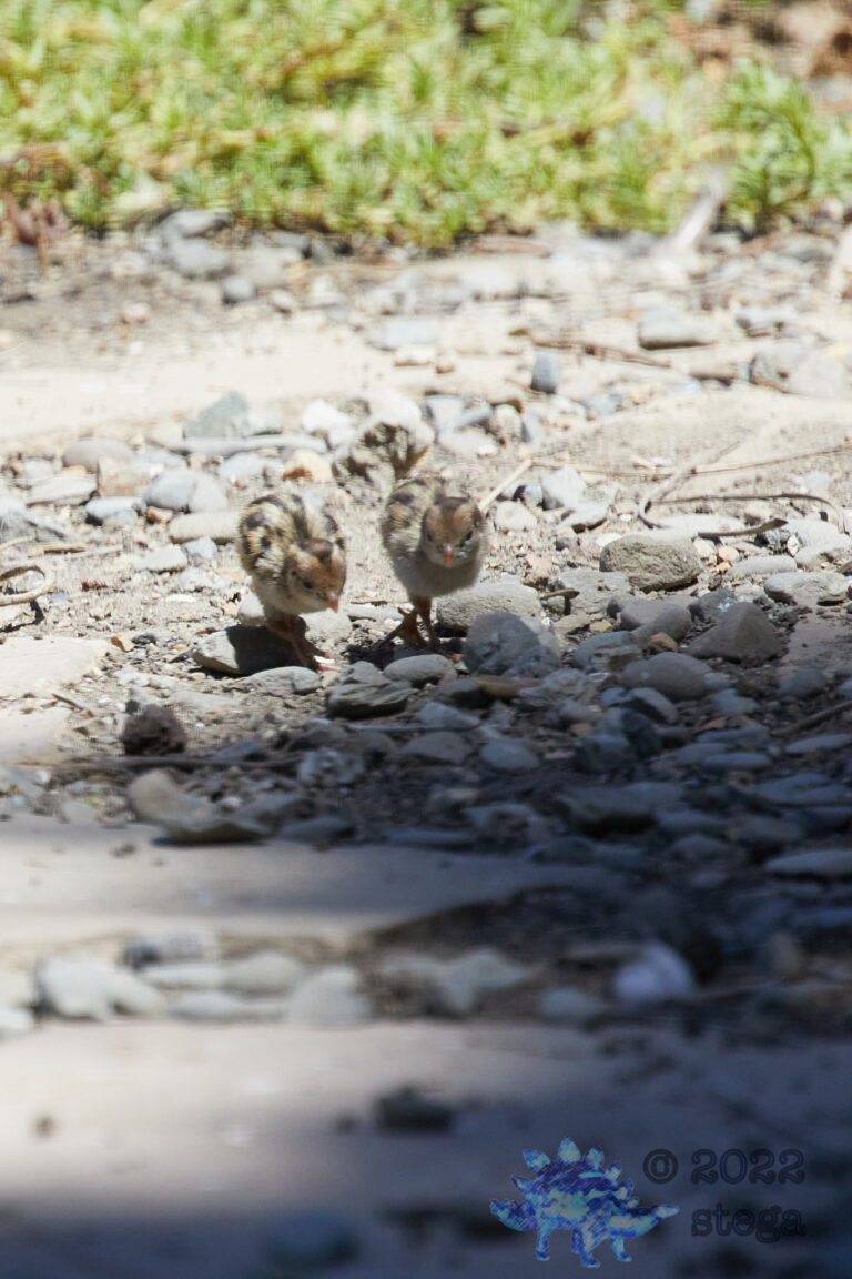 Quail Week XVI
