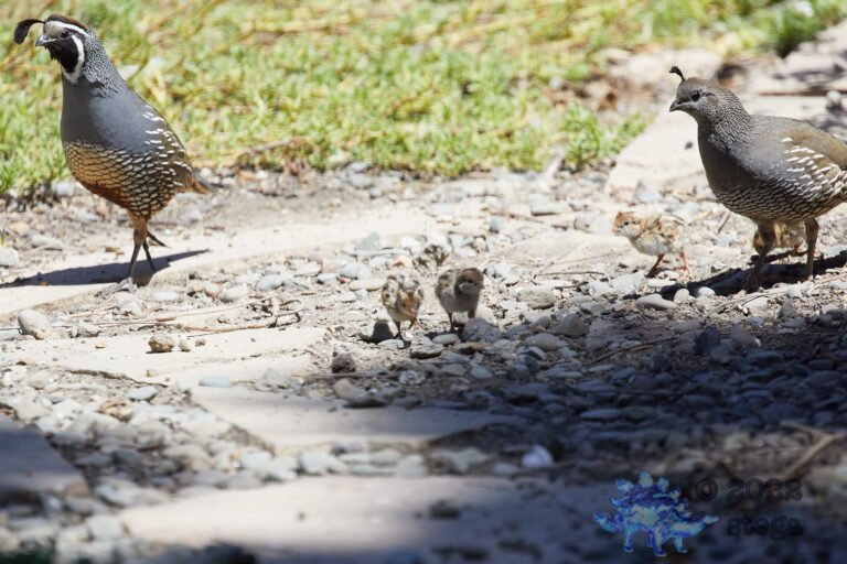 California Quail