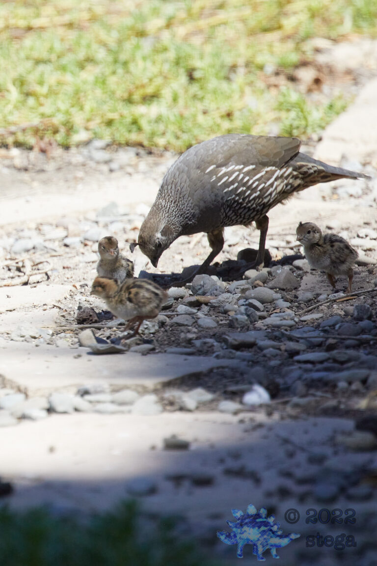 Quail Week II