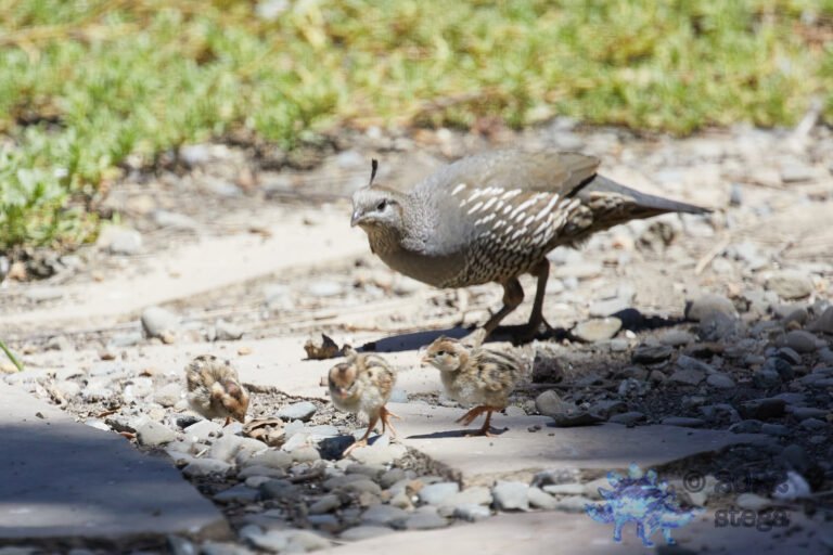California Quail
