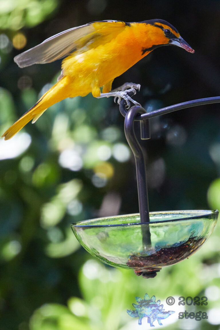 Bullock’s Oriole