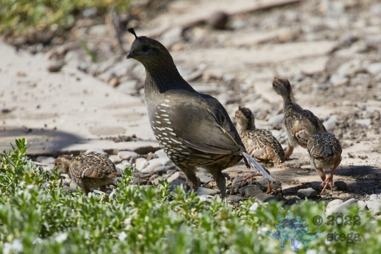 Quail Family