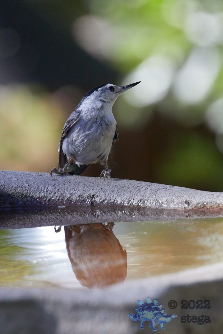 White Breasted Nuthatch