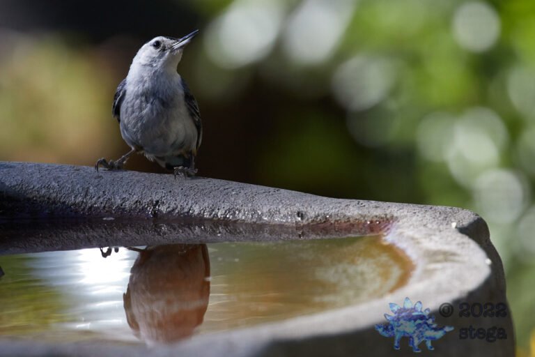 White Breasted Nuthatch