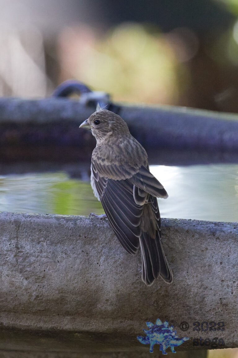 House Finch