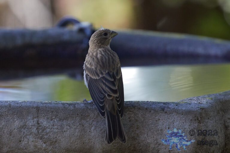 House Finch