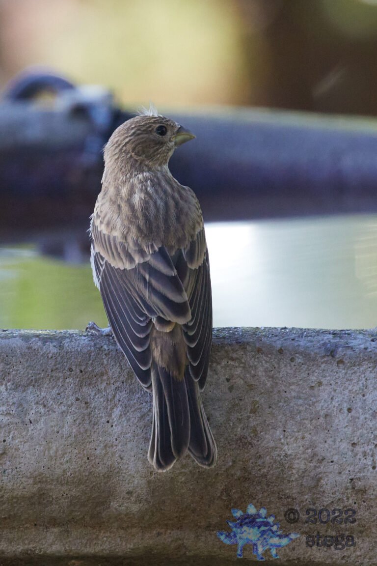 House Finch