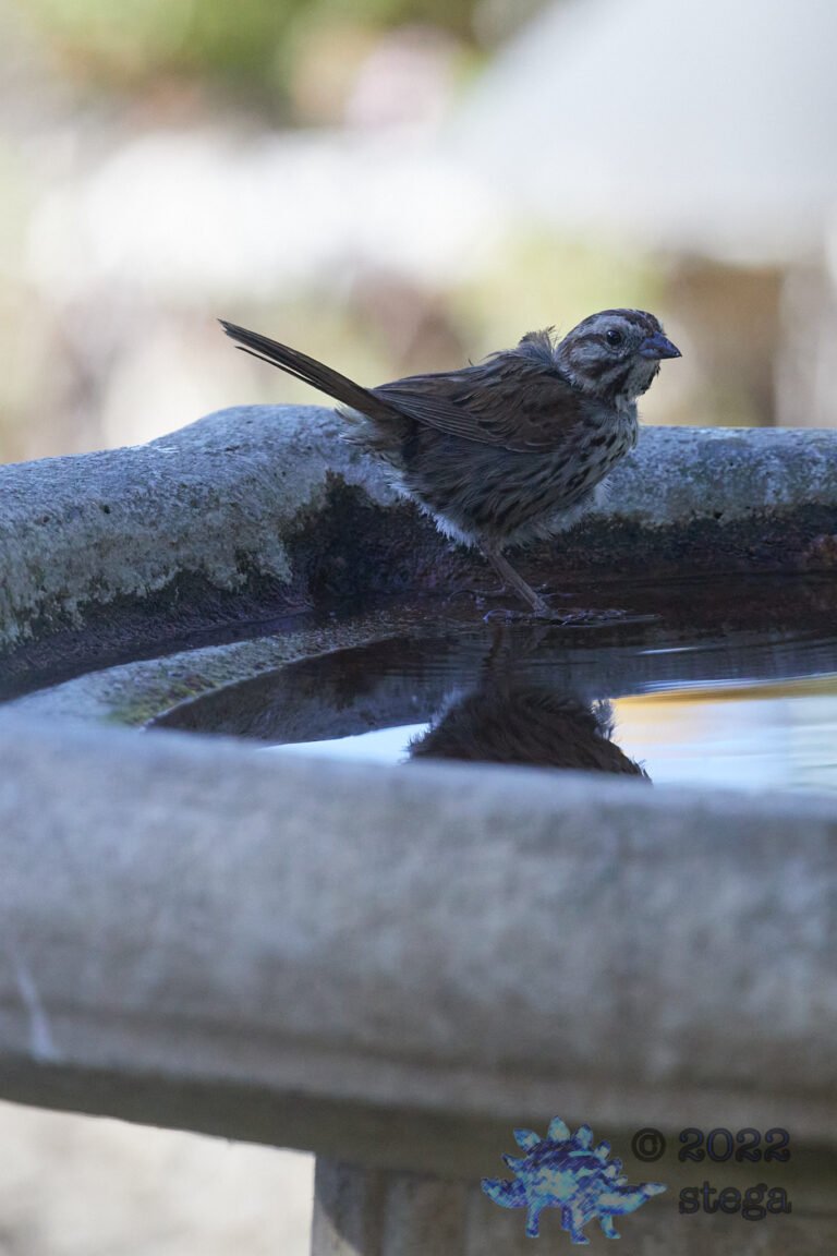 Song Sparrow