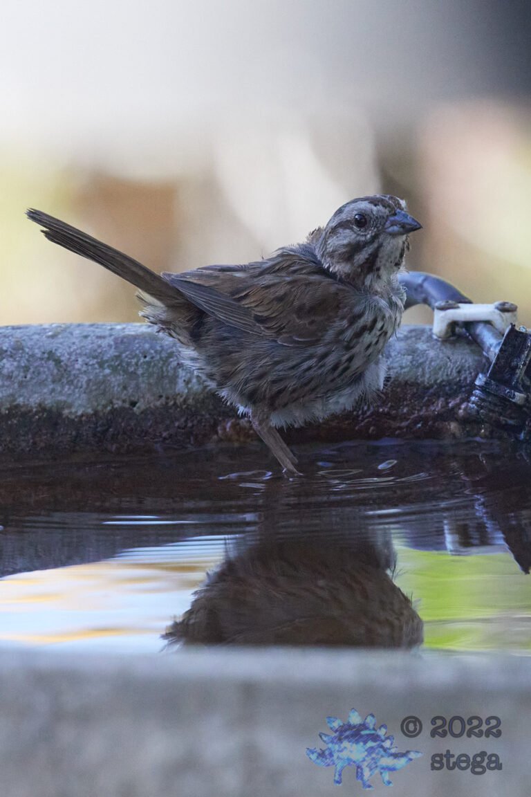 Song Sparrow