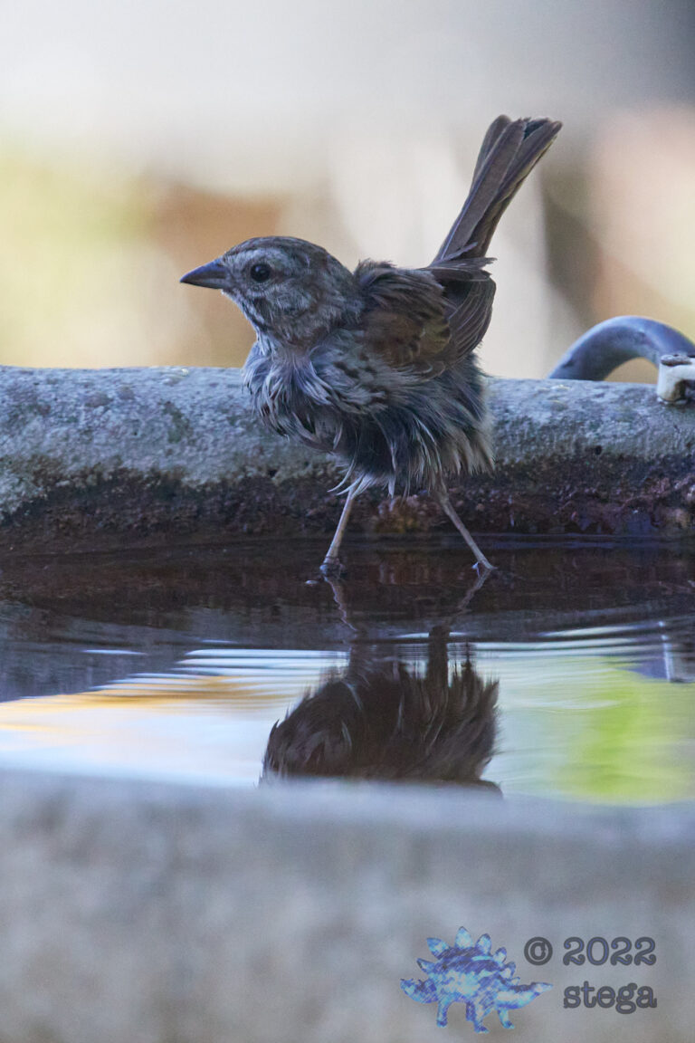 Song Sparrow