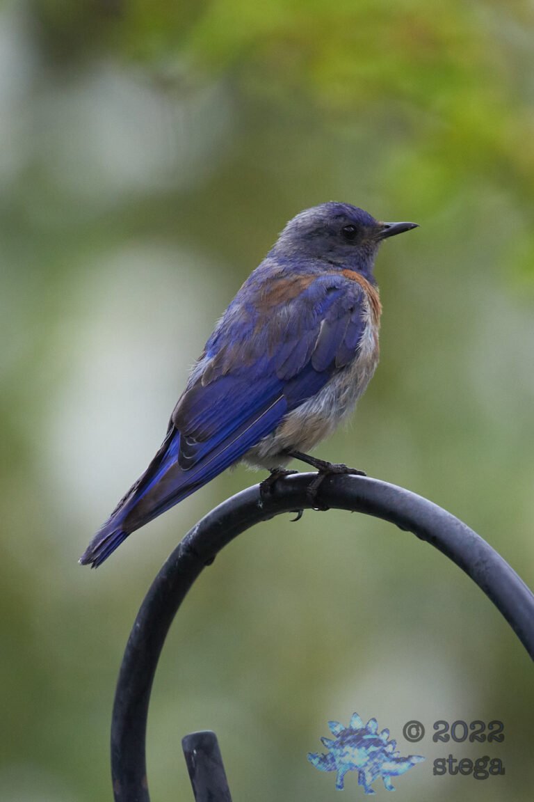Western Bluebird