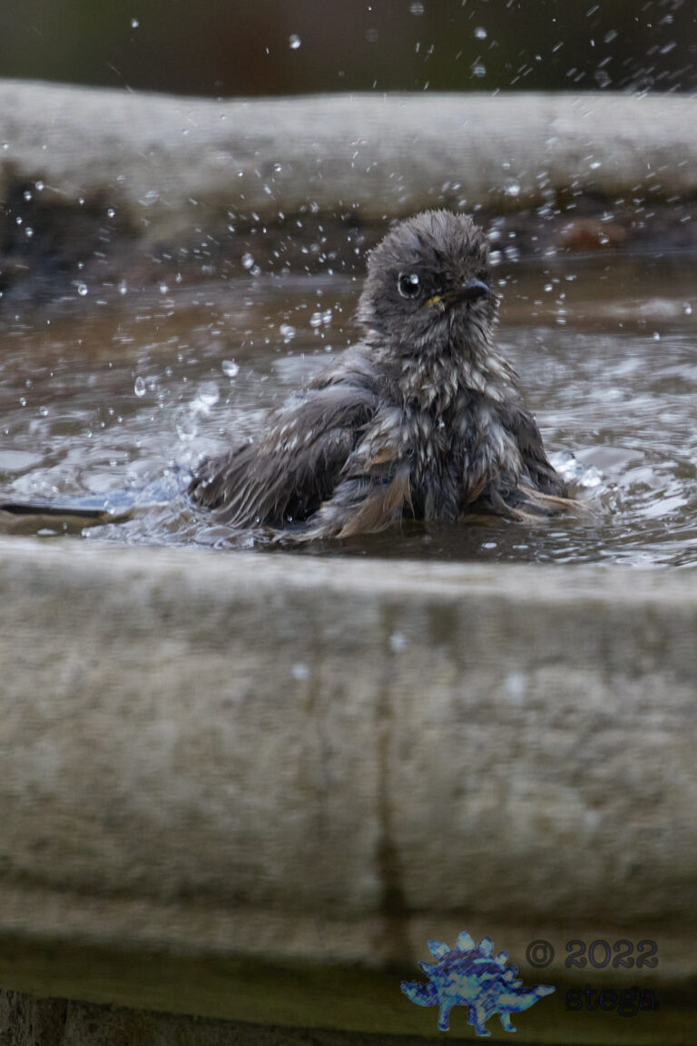Western Bluebird
