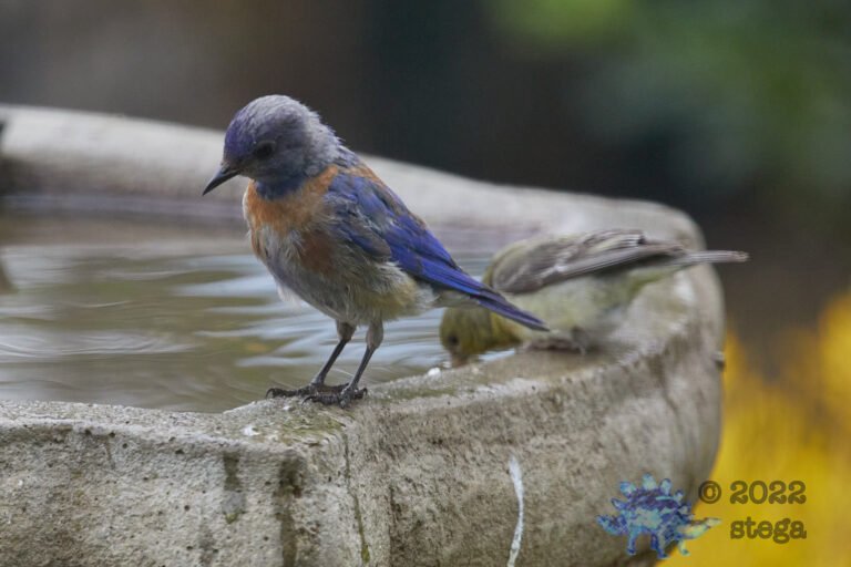 Western Bluebird