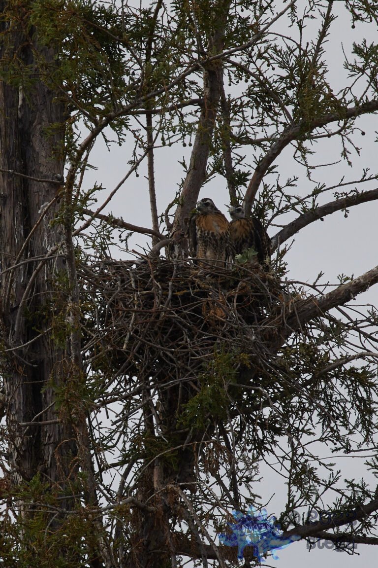Young Hawks