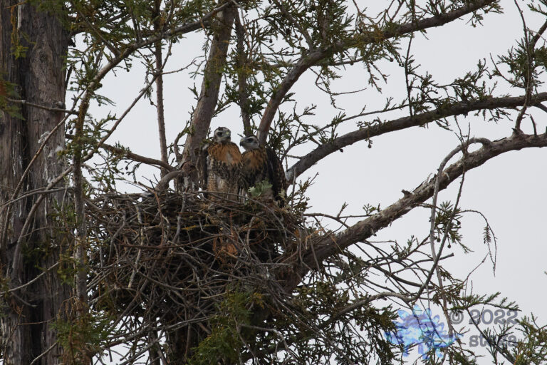 Young Hawks
