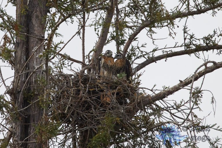 Young Hawks
