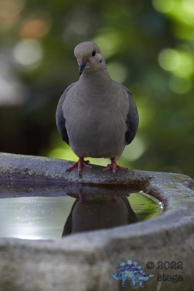 Young Mourning Dove
