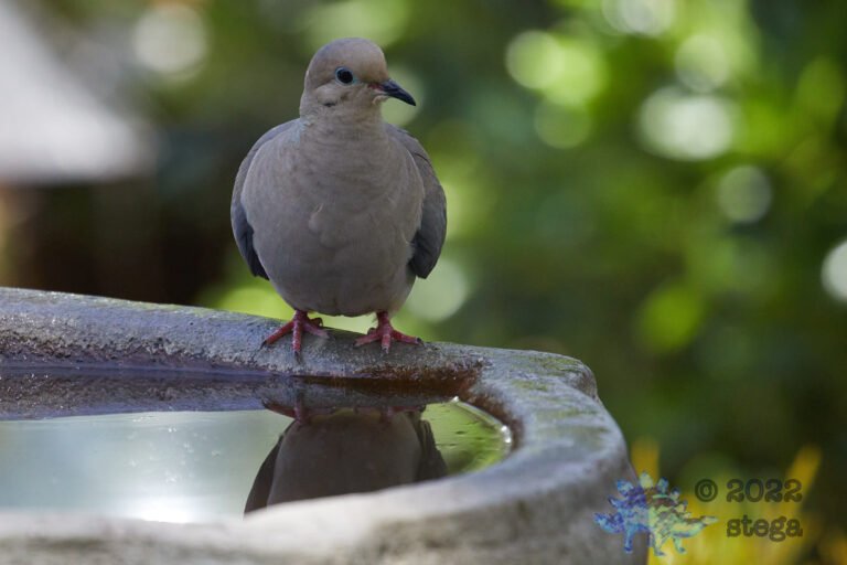 Young Mourning Dove