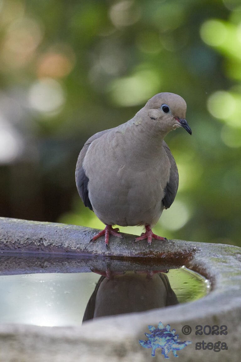 Young Mourning Dove