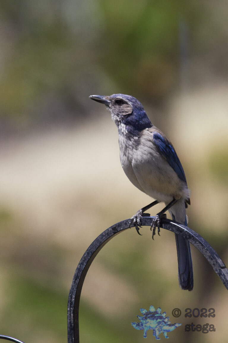 California Scrub Jay