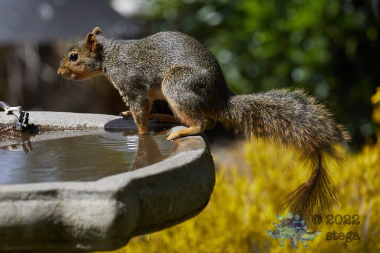 Fox Squirrel
