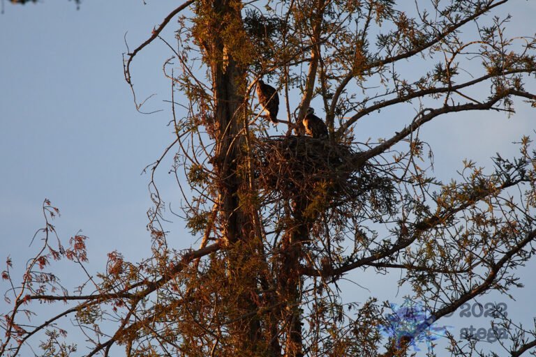 Fledging Hawks