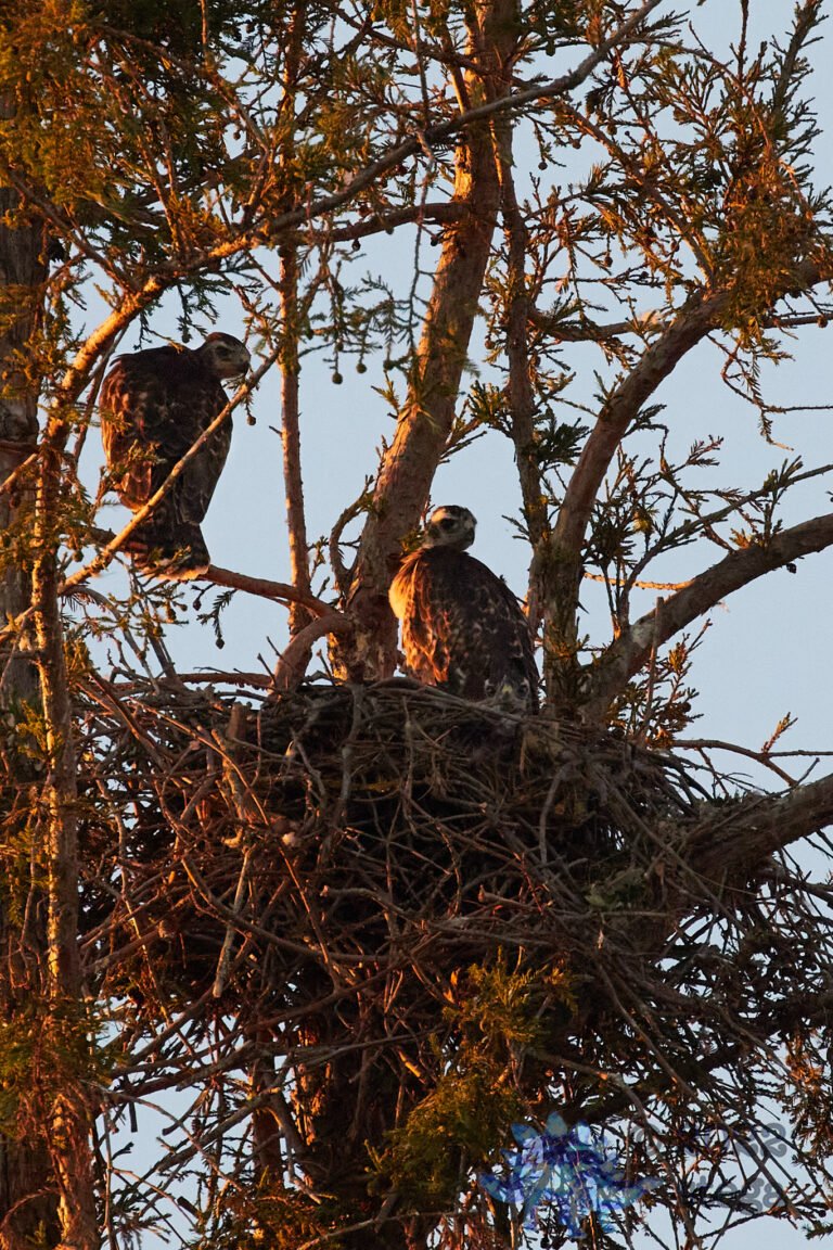 Fledging Hawks